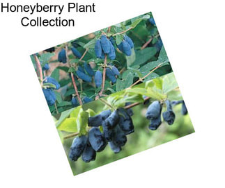 Honeyberry Plant Collection