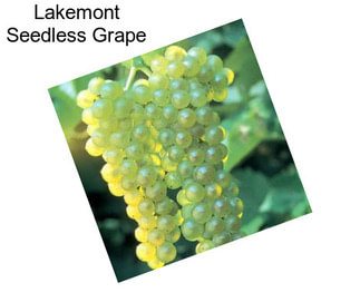 Lakemont Seedless Grape