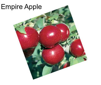 Empire Apple