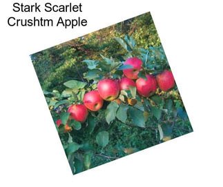 Stark Scarlet Crushtm Apple