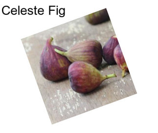 Celeste Fig