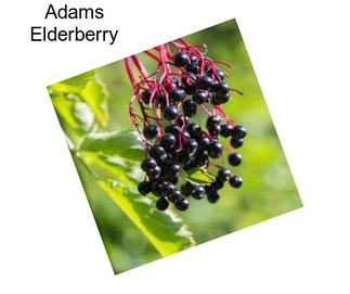 Adams Elderberry