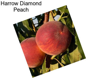 Harrow Diamond Peach
