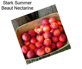 Stark Summer Beaut Nectarine