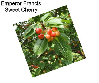 Emperor Francis Sweet Cherry