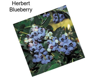 Herbert Blueberry