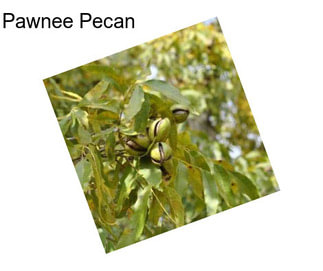 Pawnee Pecan