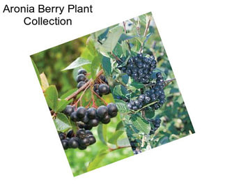 Aronia Berry Plant Collection