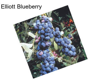 Elliott Blueberry