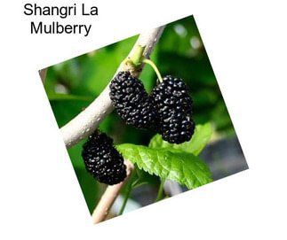 Shangri La Mulberry