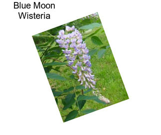 Blue Moon Wisteria