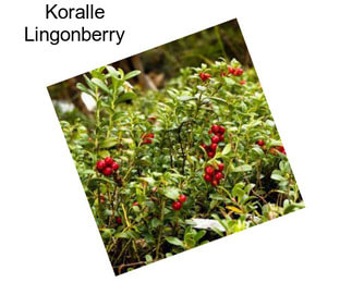 Koralle Lingonberry