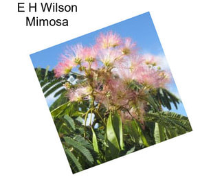 E H Wilson Mimosa