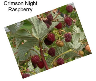 Crimson Night Raspberry