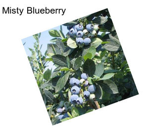 Misty Blueberry