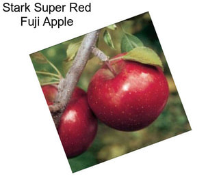 Stark Super Red Fuji Apple