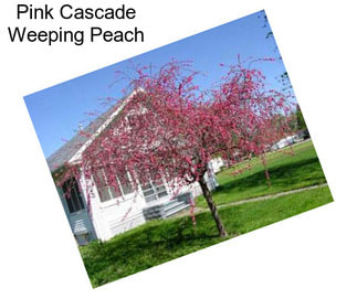 Pink Cascade Weeping Peach