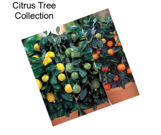 Citrus Tree Collection