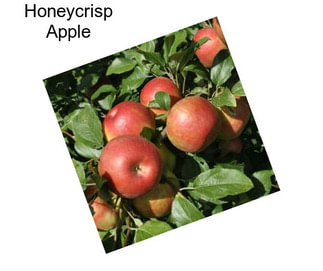 Honeycrisp Apple