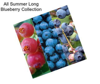 All Summer Long Blueberry Collection