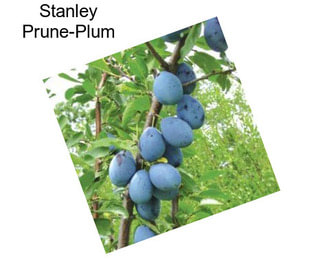 Stanley Prune-Plum