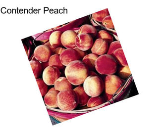 Contender Peach