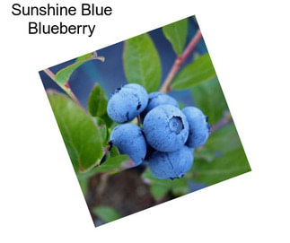 Sunshine Blue Blueberry