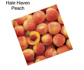 Hale Haven Peach