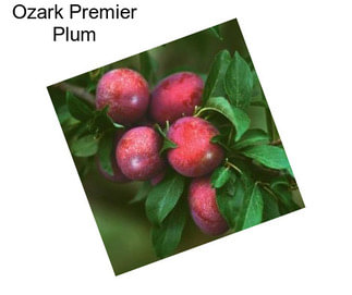 Ozark Premier Plum