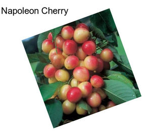 Napoleon Cherry