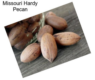 Missouri Hardy Pecan
