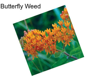 Butterfly Weed