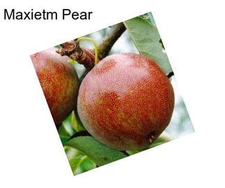 Maxietm Pear