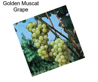 Golden Muscat Grape