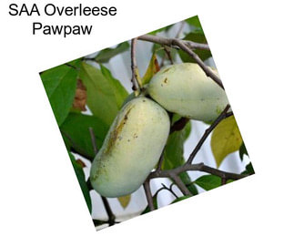 SAA Overleese Pawpaw