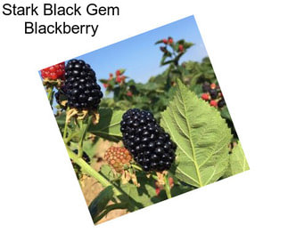 Stark Black Gem Blackberry