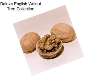 Deluxe English Walnut Tree Collection