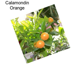 Calamondin Orange