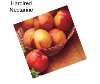 Hardired Nectarine