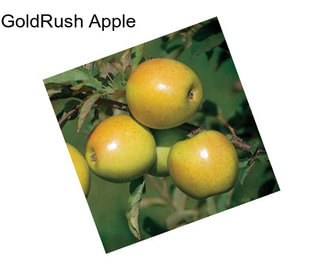 GoldRush Apple