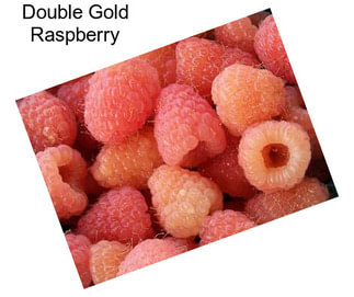 Double Gold Raspberry