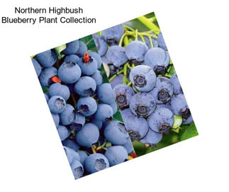 Northern Highbush Blueberry Plant Collection