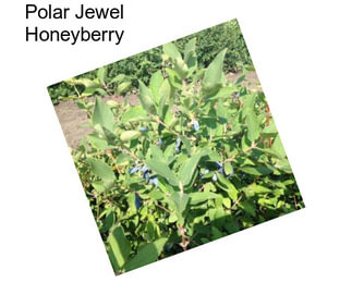 Polar Jewel Honeyberry
