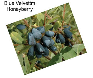 Blue Velvettm Honeyberry