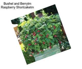 Bushel and Berrytm Raspberry Shortcaketm