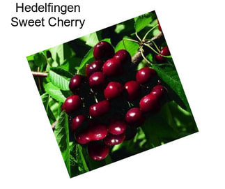 Hedelfingen Sweet Cherry