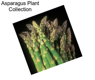 Asparagus Plant Collection