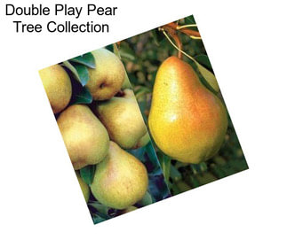 Double Play Pear Tree Collection