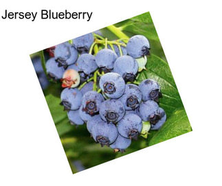 Jersey Blueberry