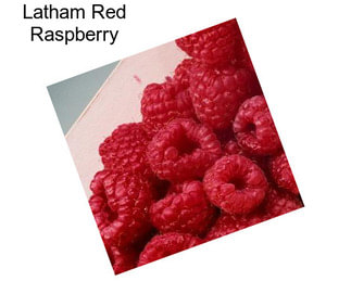 Latham Red Raspberry